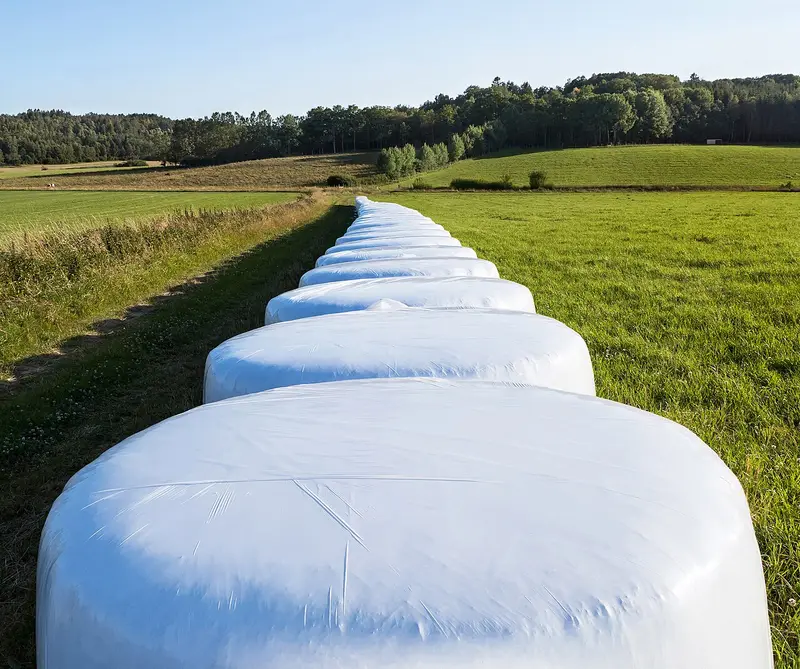 Row of wrapped silage bales on a farm