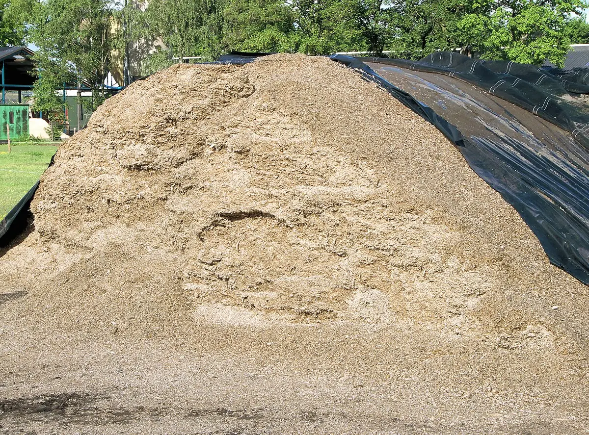 Maize silage in a bunker (clamp), covered to ferment without air