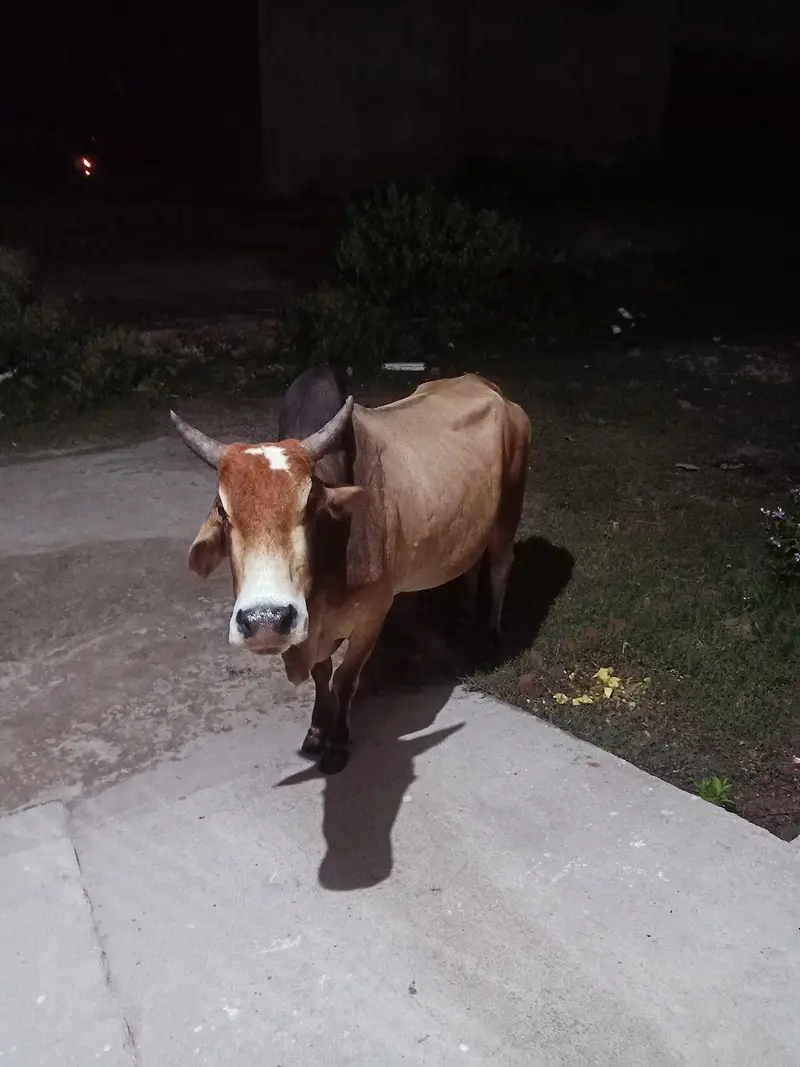 Sahiwal bull — a Pakistani dairy cattle breed