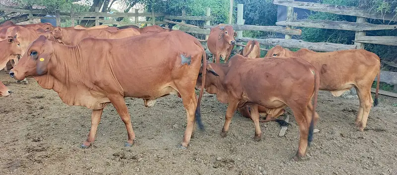 Sahiwal dairy cows, a high-yield Pakistani breed