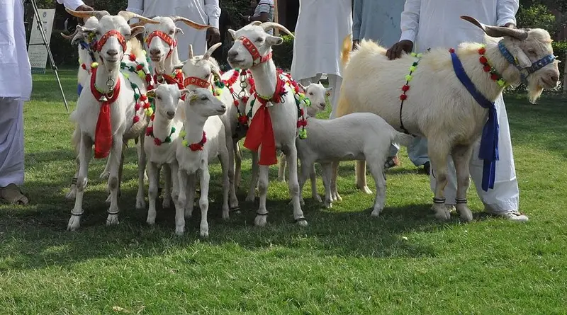Decorated goats (bakra) at a livestock show in Punjab