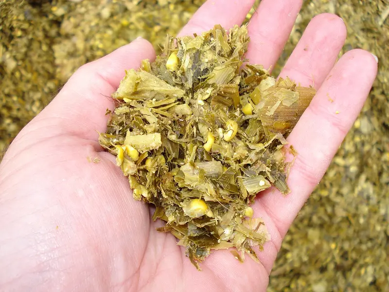 Fresh fermented maize (makai) silage held in a hand